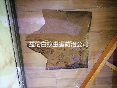 狮岭皮革皮具城防治白蚁