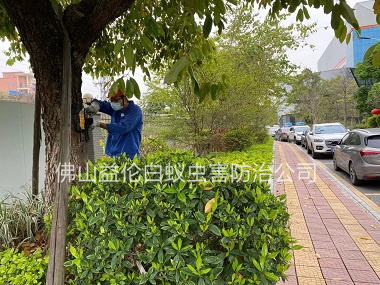 高明区街道灭治树木白蚁