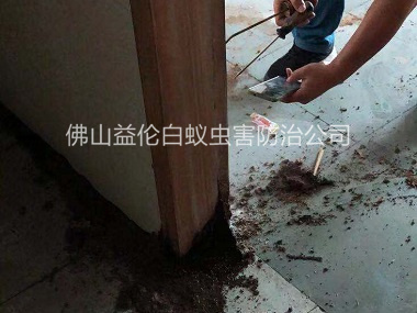 丹灶房屋防治白蚁